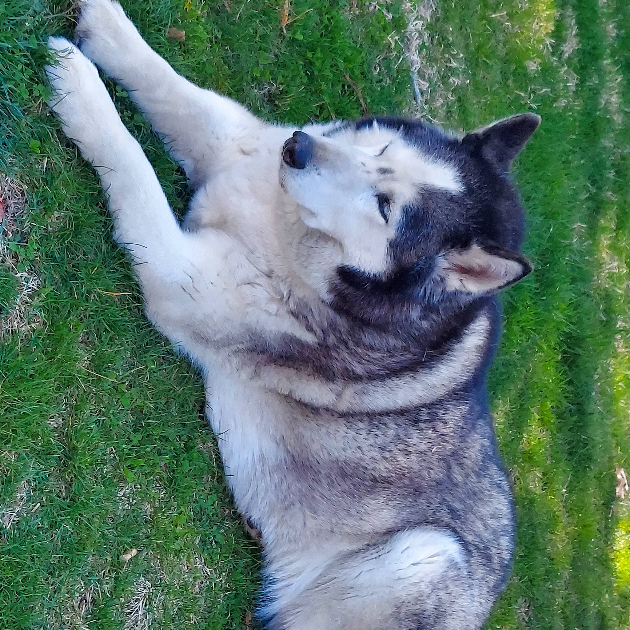 Romeo joined the competition — help win amazing prizes! canidae, canis, carnivore, companion_dog, dog, dog_breed, east_european_shepherd, fawn, fur, grass, jaw, plant, sled_dog, snout, sporting_group, tail, terrestrial_animal, whiskers, wolf, working_animal