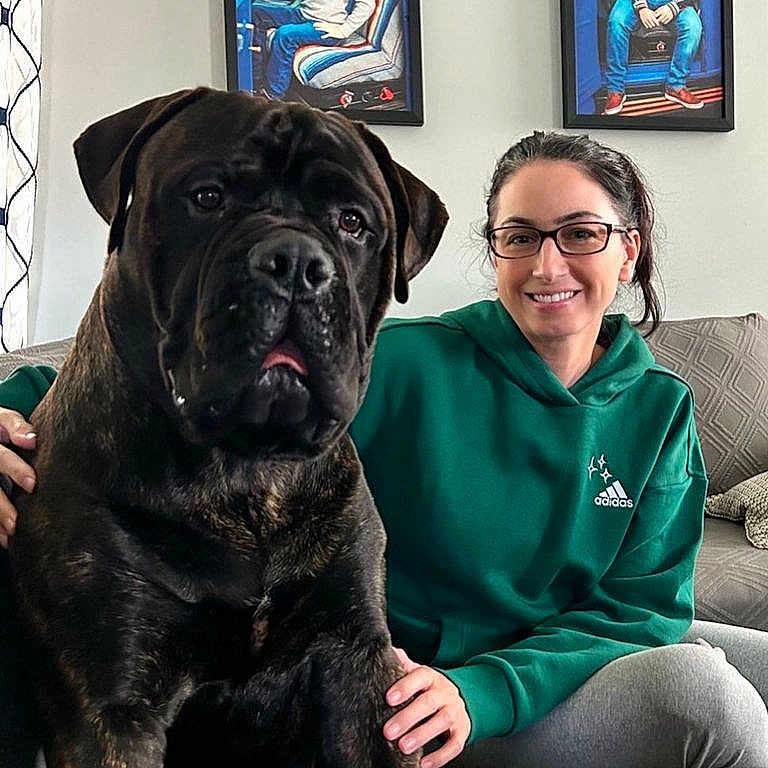 Bear joined the competition — help win amazing prizes! blue, carnivore, comfort, companion_dog, couch, dog, dog_breed, event, eyewear, fawn, fur, glasses, guard_dog, happy, molosser, picture_frame, smile, snout, sporting_group, working_animal
