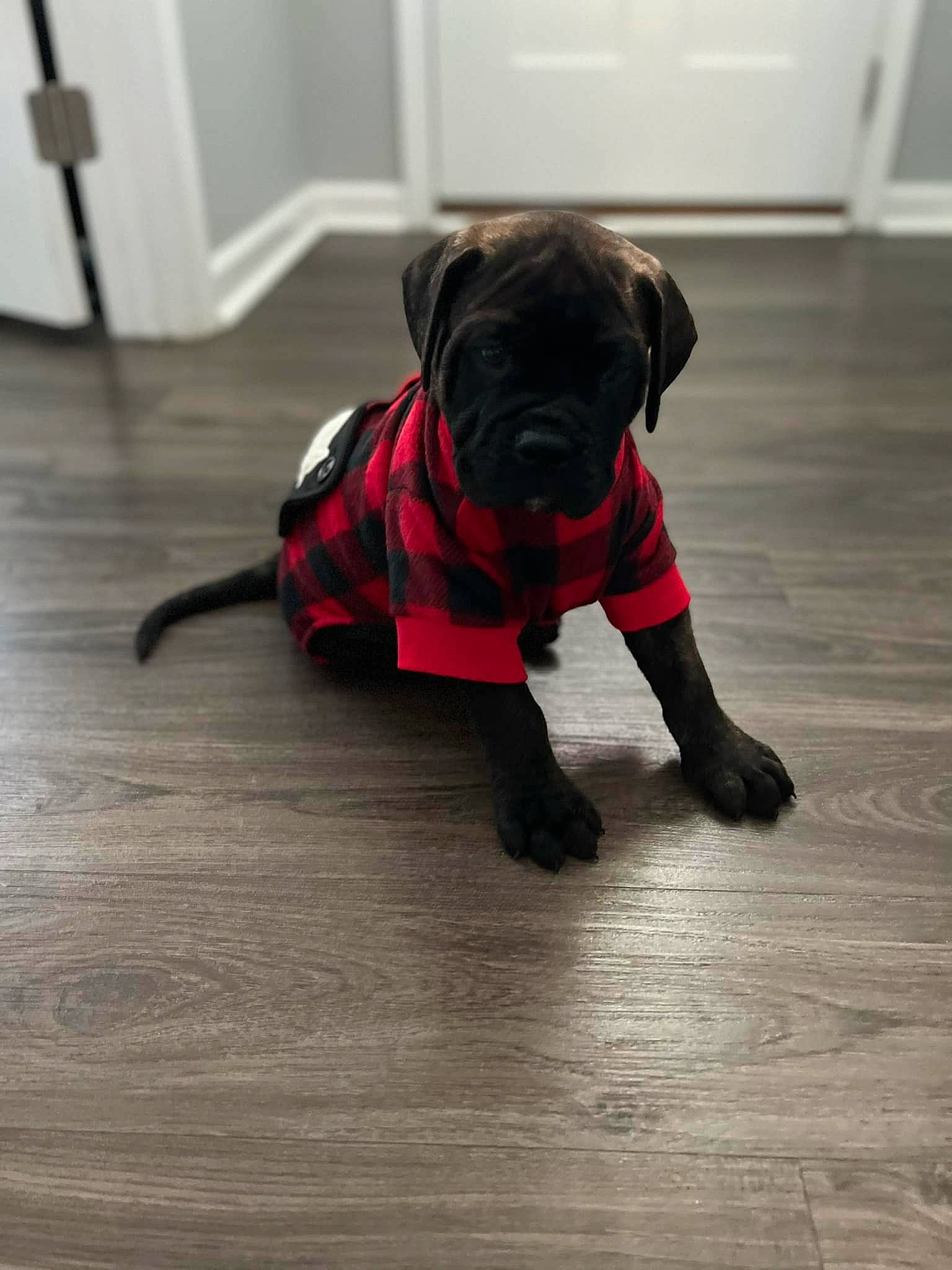 Bear joined the competition — help win amazing prizes! carnivore, collar, companion_dog, dog, dog_breed, dog_clothes, dog_collar, dog_supply, fawn, floor, flooring, hardwood, leash, personal_protective_equipment, pet_supply, snout, tail, toy_dog, wood, working_animal