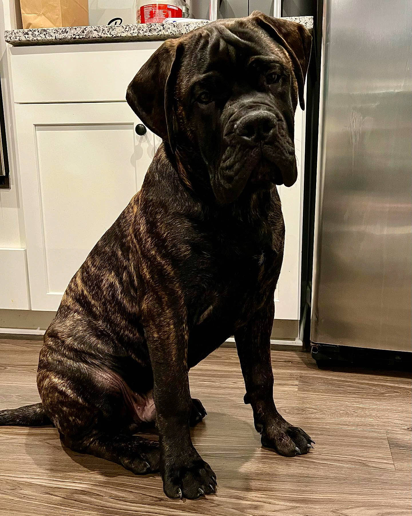 Bear joined the competition — help win amazing prizes! cabinetry, canidae, carnivore, companion_dog, dog, dog_breed, dog_collar, fawn, flooring, home_appliance, liver, molosser, snout, sporting_group, tail, terrestrial_animal, wall_plate, window, working_animal, wrinkle