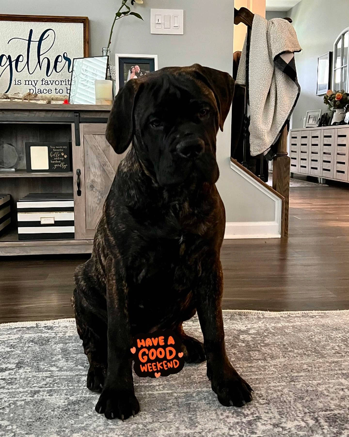 Bear joined the competition — help win amazing prizes! ancient_dog_breeds, canidae, carnivore, companion_dog, dog, dog_breed, dog_collar, door, fawn, flooring, fur, guard_dog, liver, metal, non_sporting_group, snout, sporting_group, wood, working_animal, working_dog