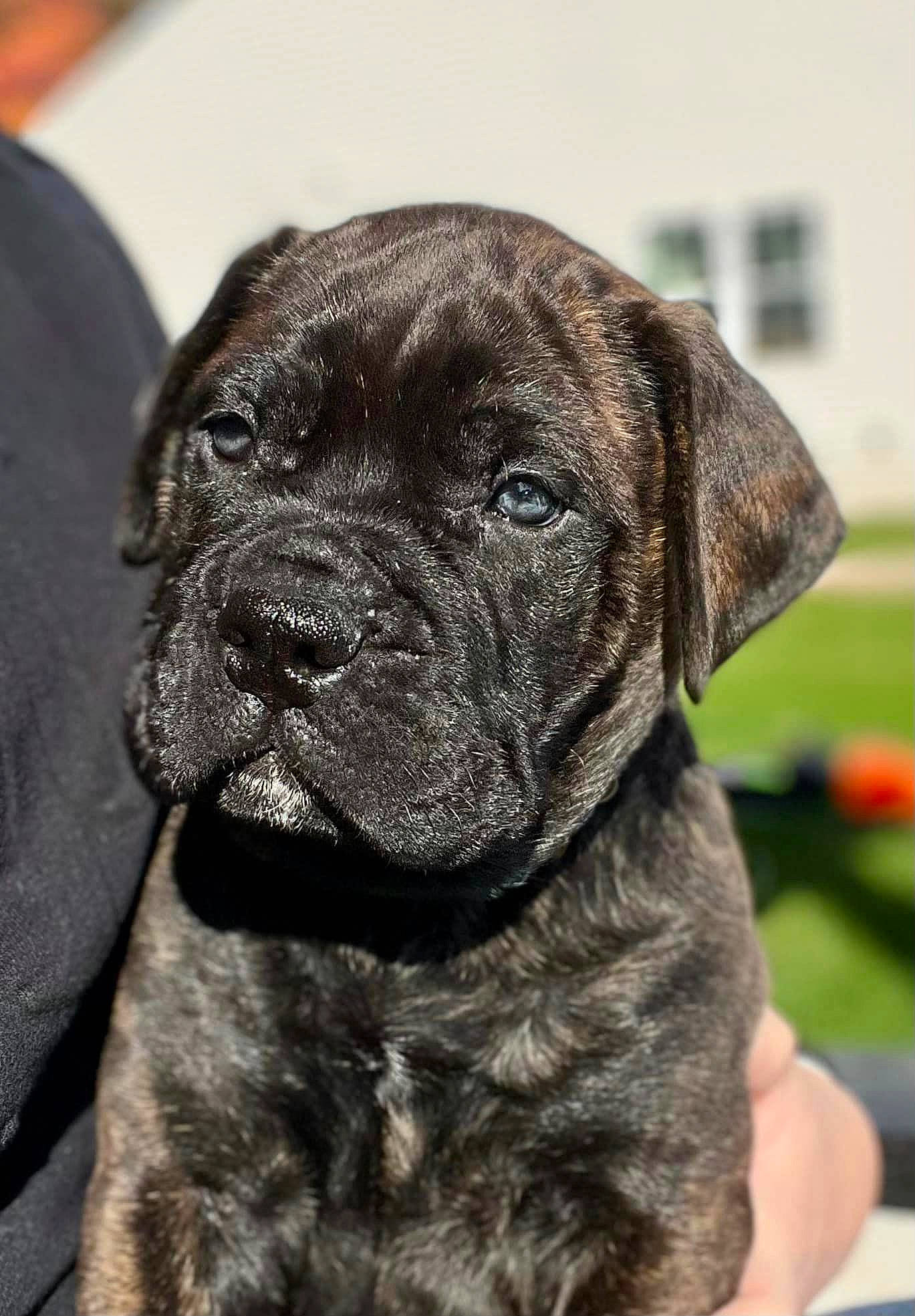 Bear joined the competition — help win amazing prizes! ancient_dog_breeds, canidae, carnivore, collar, companion_dog, dog, dog_breed, dog_collar, fawn, fur, giant_dog_breed, guard_dog, non_sporting_group, snout, sporting_group, whiskers, working_animal, working_dog, wrinkle