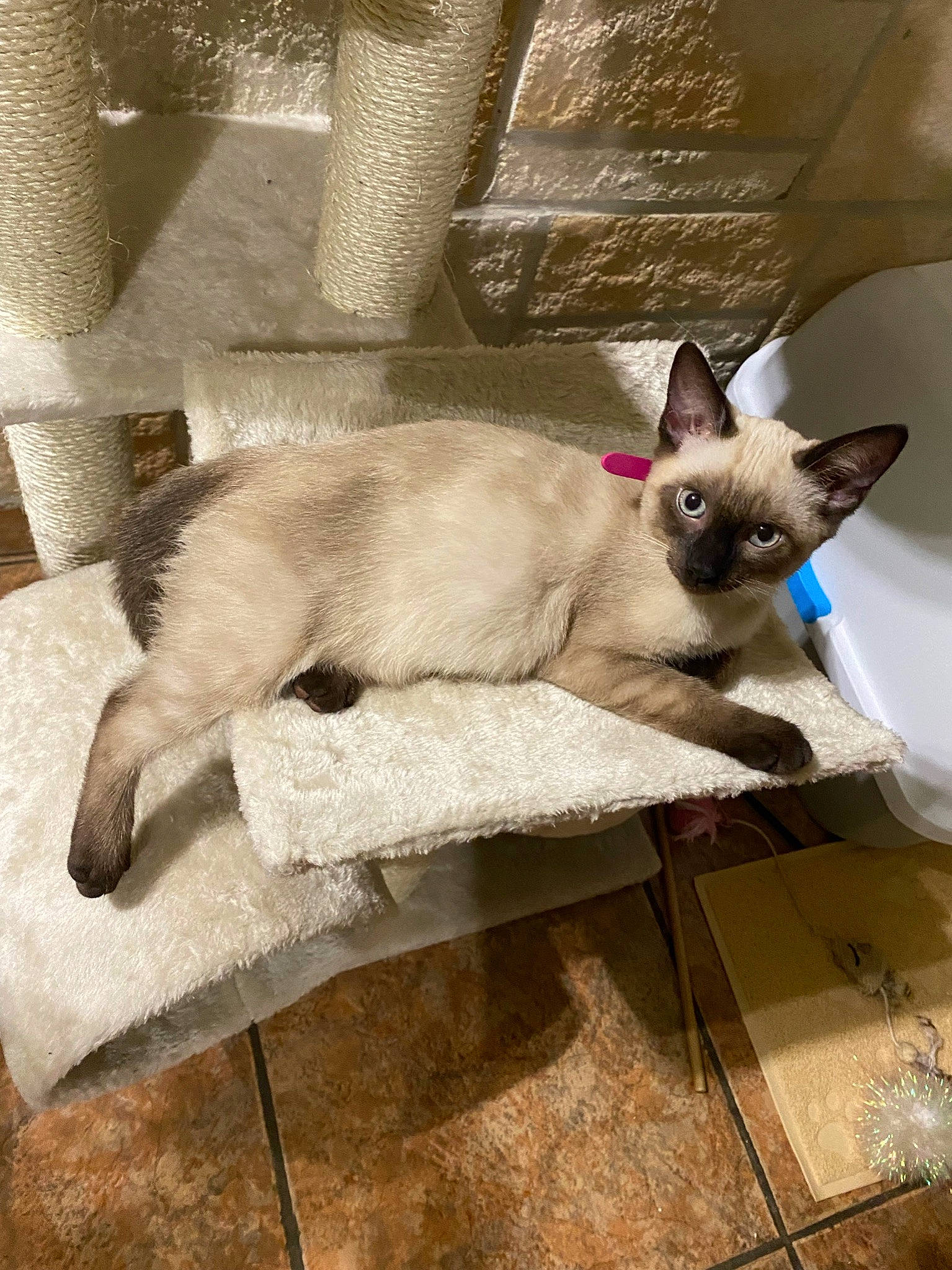 Sarabi a rejoint le concours — aidez-le/la à gagner de superbes lots ! balinese, birman, carnivore, cat, comfort, fawn, felidae, flooring, fur, linens, siamese, small_to_medium_sized_cats, snout, tail, thai, whiskers