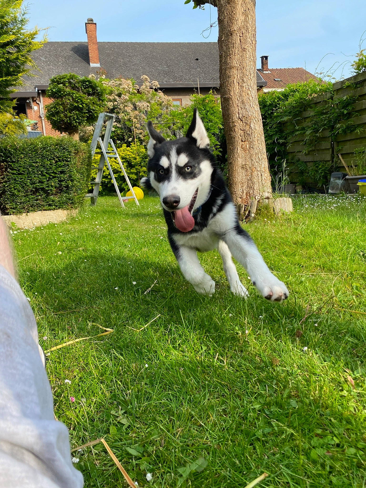 Togo a rejoint le concours — aidez-le/la à gagner de superbes lots ! canidae, carnivore, companion_dog, dog, dog_breed, garden, grass, groundcover, hedge, herding_dog, lawn, plant, recreation, shrub, sky, sled_dog, sporting_group, tail, tree, working_animal
