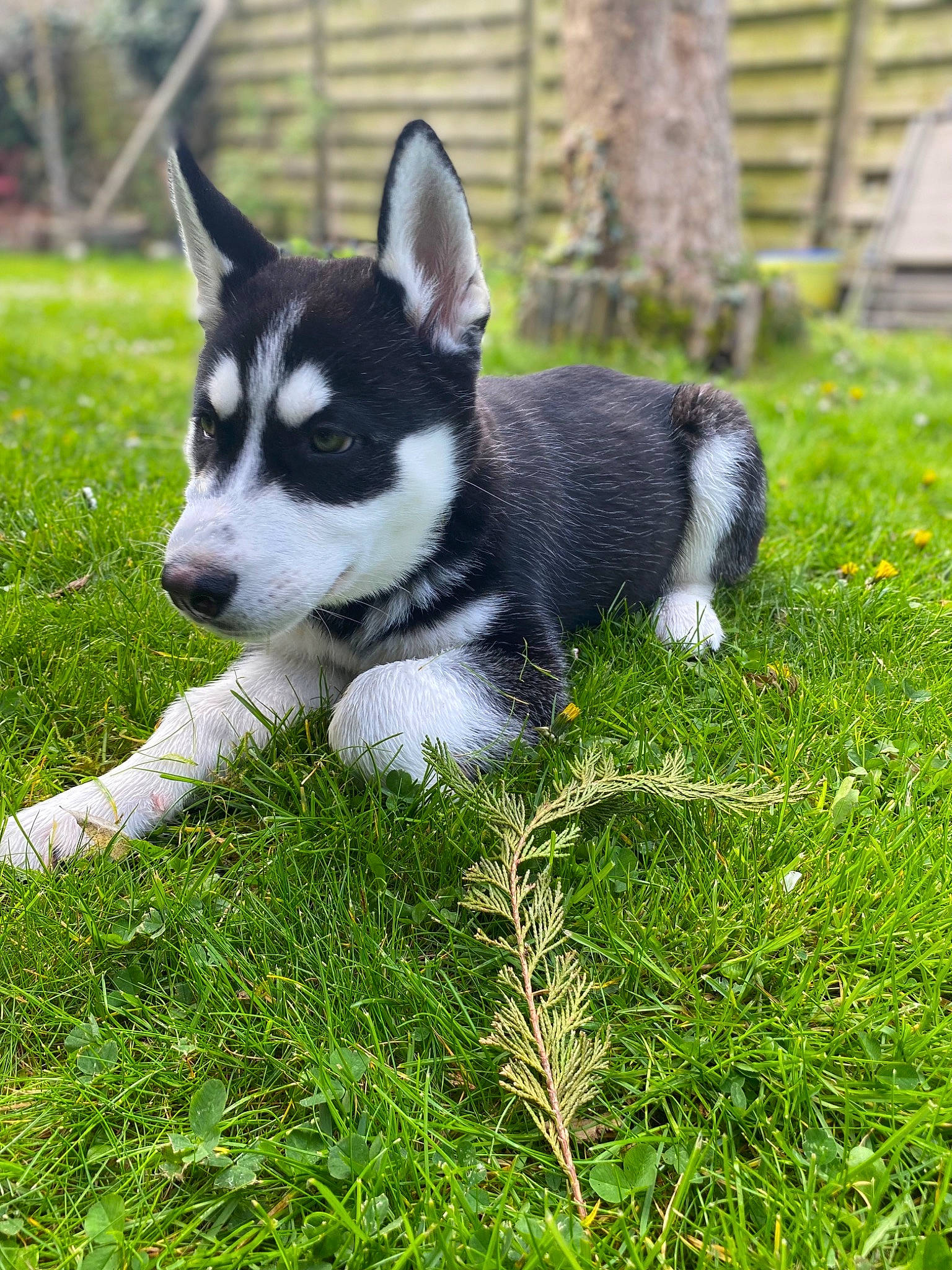 Togo participe au concours pour gagner de l'argent avec cette photo : ancient_dog_breeds, carnivore, companion_dog, dog, dog_breed, fashion_accessory, fur, grass, groundcover, non_sporting_group, plant, puppy, tail, terrestrial_animal, tree, whiskers, working_animal, working_dog