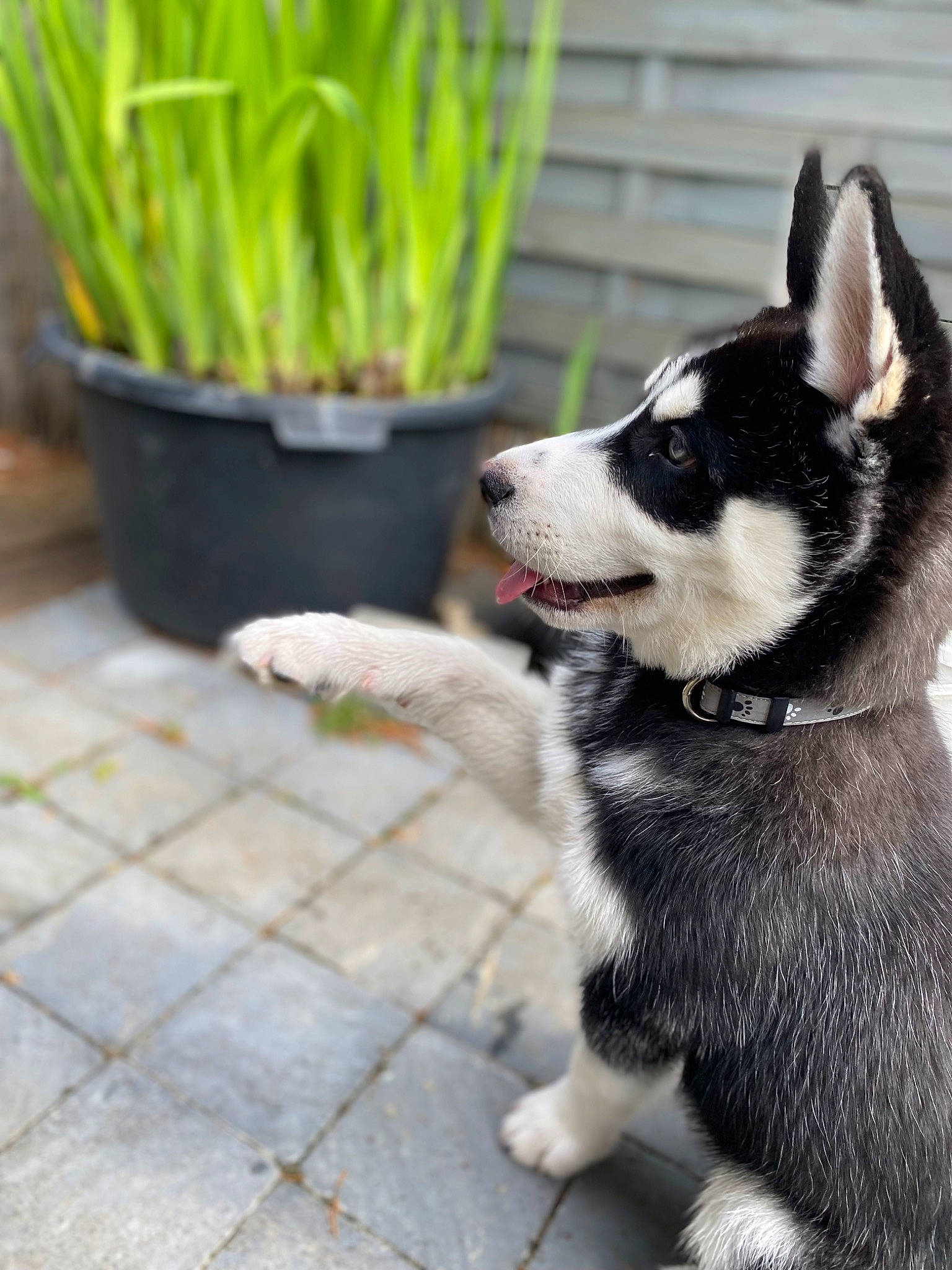 Togo a rejoint le concours — aidez-le/la à gagner de superbes lots ! carnivore, collar, companion_dog, dog, dog_breed, dog_collar, flooring, flowerpot, grass, houseplant, plant, siberian_husky, sled_dog, snout, sporting_group, tail, terrestrial_animal, terrestrial_plant, whiskers, working_animal