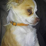 James participe au concours pour gagner de l'argent avec cette photo : dog, small_dog, tan_fur, white_fur, floppy_ears, pointed_ears, collar, orange_collar, sitting, portrait, side_profile, side_eye, indoors, dark_background, pet, canine, fur, animal, close_up, flash_photography