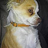 dog, small_dog, tan_fur, white_fur, floppy_ears, pointed_ears, collar, orange_collar, sitting, portrait, side_profile, side_eye, indoors, dark_background, pet, canine, fur, animal, close_up, flash_photography
