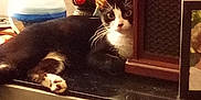 Lucy Lou is registered to the contest to win money with this photo: animal, black_and_white, cabinet, cat, cozy, curious, decor, ears, face, furniture, home, indoor, paws, pet, portrait, relaxed, resting, table, vase, whiskers