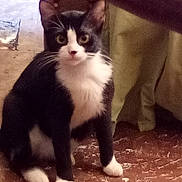 Lucy Lou is registered to the contest to win money with this photo: cat, black_and_white, sitting, floor, marble_floor, indoor, furniture, curious, pet, animal, whiskers, ears, paws, eyes, looking, feline, domestic_cat, household, closeup, fur
