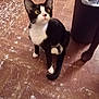 cat, tuxedo_cat, indoor, floor, wooden_floor, pet, animal, curious, black_and_white, yellow_eyes, paws, trash_bin, person_leg, hosiery, sitting, looking_up, domestic, feline, whiskers, tail