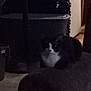 animal, black_and_white, cat, corner, cozy, dark, dim_light, domestic, feline, furniture, grainy, home, indoor, low_visibility, pet, quiet, quiet_moment, resting, shadow, still_life