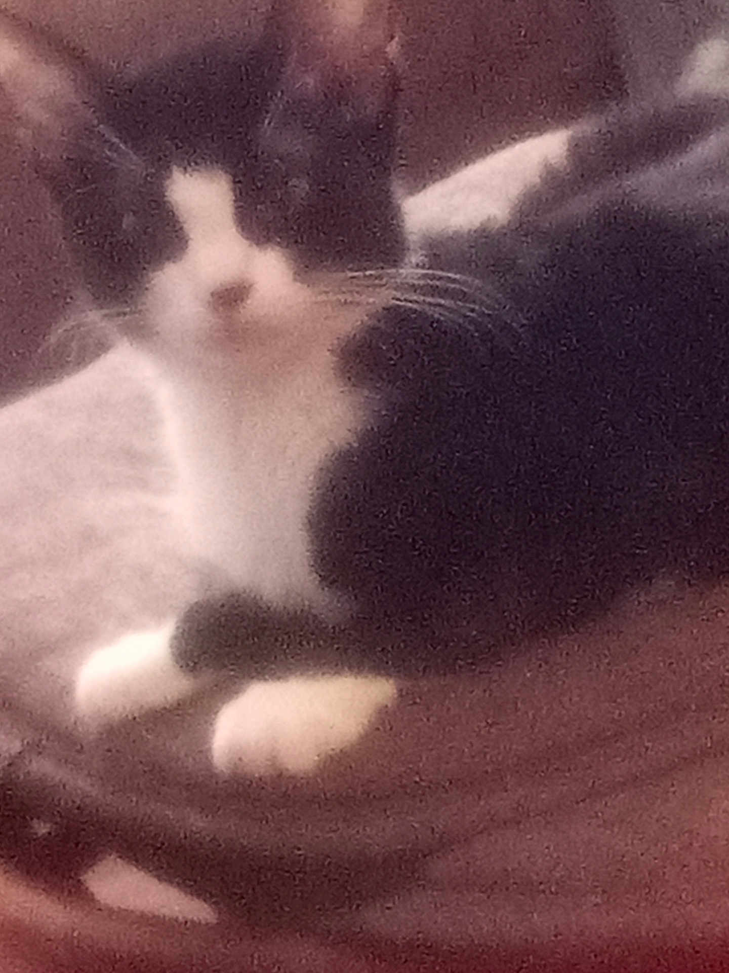 Lucy Lou