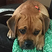 Milo is registered to the contest to win money with this photo: dog, brown_dog, blanket, green_blanket, couch, indoor, pet, resting, close_up, fur, ears, snout, paws, sleepy, comfort, cozy, furniture, animal, companion, relaxation