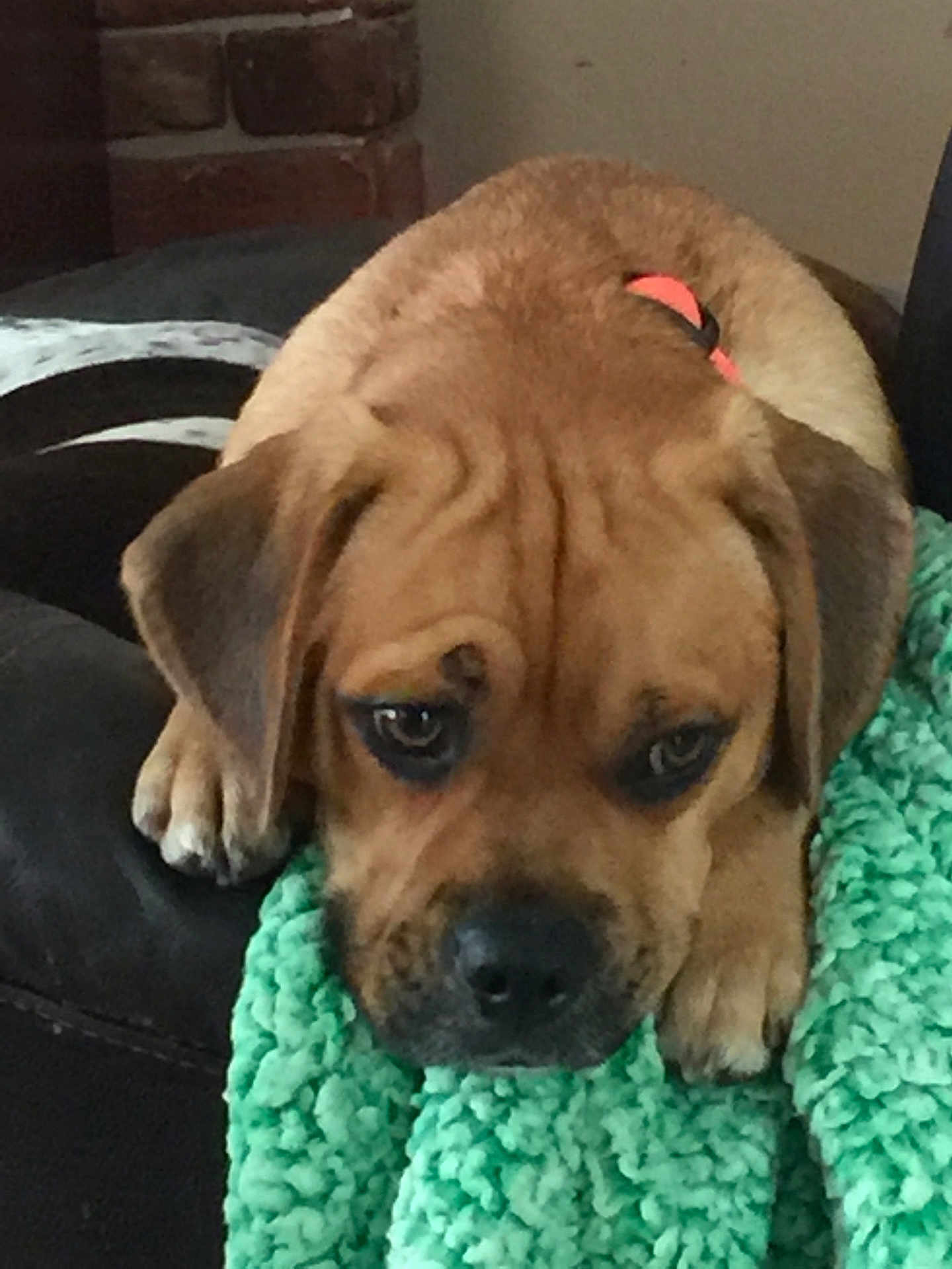 Milo is registered to the contest to win money with this photo: dog, brown_dog, blanket, green_blanket, couch, indoor, pet, resting, close_up, fur, ears, snout, paws, sleepy, comfort, cozy, furniture, animal, companion, relaxation