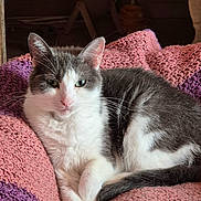 Miss a rejoint le concours — aidez-le/la à gagner de superbes lots ! cat, gray_and_white, animal, pet, feline, knitted_blanket, pink, purple, cozy, resting, fur, whiskers, ears, indoor, relaxed, cute, soft, domestic, sleepy, comfort