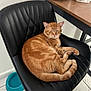 cat, orange_tabby, chair, black_chair, indoor, sleeping_cat, curled_up, pet, domestic_cat, feline, water_bowl, floor, tile_floor, wooden_table, resting, cozy, fur, whiskers, relaxed, home