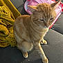Mowpipi is registered to the contest to win money with this photo: animal, backpack, blanket, cat, couch, cute, domestic_animal, feline, fur, furniture, home_interior, indoor, mammal, orange_color, orange_tabby, paw, pet, resting, sitting, whiskers