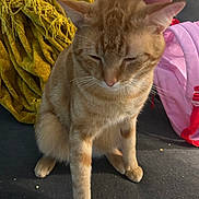 Mowpipi joined the competition — help win amazing prizes! animal, backpack, blanket, cat, closeup, companion, cozy, cute, domestic, ears, feline, fur, indoor, orange_tabby, paw, pet, resting, sitting, soft, whiskers