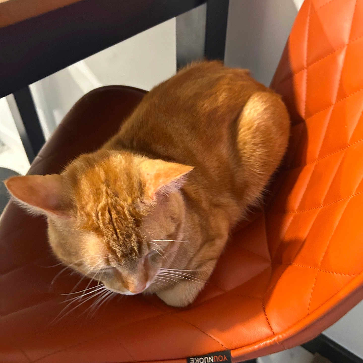 Mowpipi joined the competition — help win amazing prizes! animal, cat, chair, closeup, cozy, cute, domestic_animal, feline, floor, fur, home, indoor, orange_color, orange_tabby, pet, quilted_chair, relaxed, resting, whiskers, wooden_table
