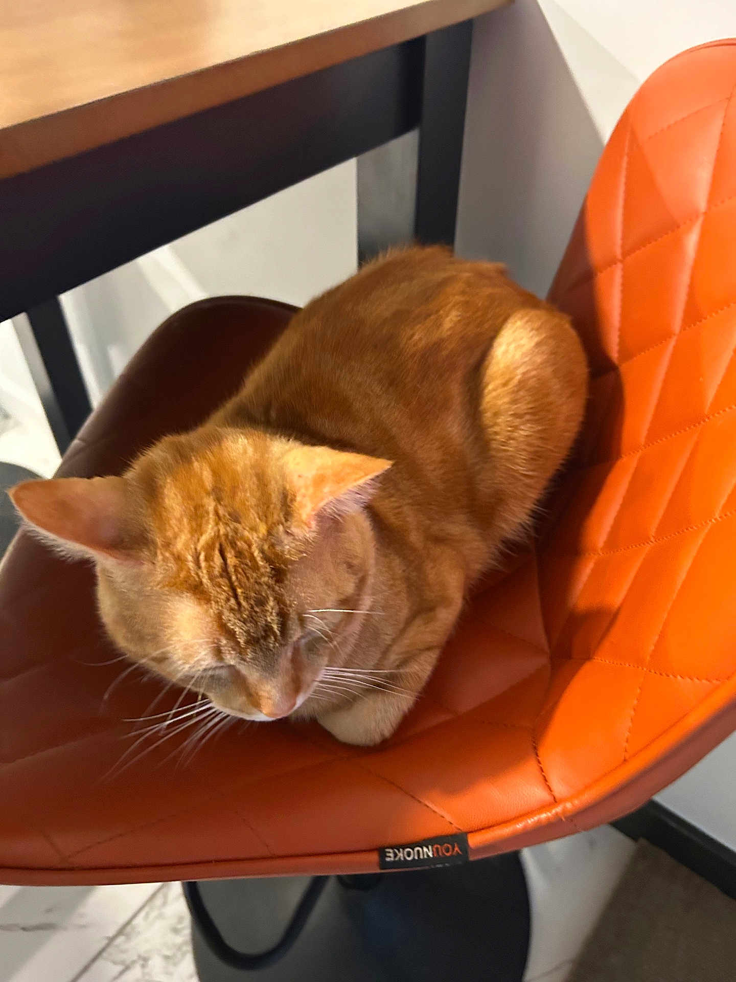 Mowpipi joined the competition — help win amazing prizes! cat, orange_tabby, chair, quilted_chair, indoor, pet, feline, resting, fur, whiskers, wooden_table, floor, cozy, domestic_animal, relaxed, orange_color, closeup, home, animal, cute