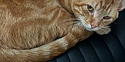 Mowpipi joined the competition — help win amazing prizes! animal, black_chair, cat, chair, closeup, curled_up, cute, domestic_cat, feline, fur, ginger_cat, indoor, leather, looking, pet, resting, seat, striped, tail, whiskers