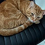 Mowpipi joined the competition — help win amazing prizes! cat, ginger_cat, feline, pet, animal, chair, black_chair, indoor, fur, whiskers, tail, domestic_cat, resting, curled_up, looking, seat, leather, striped, closeup, cute
