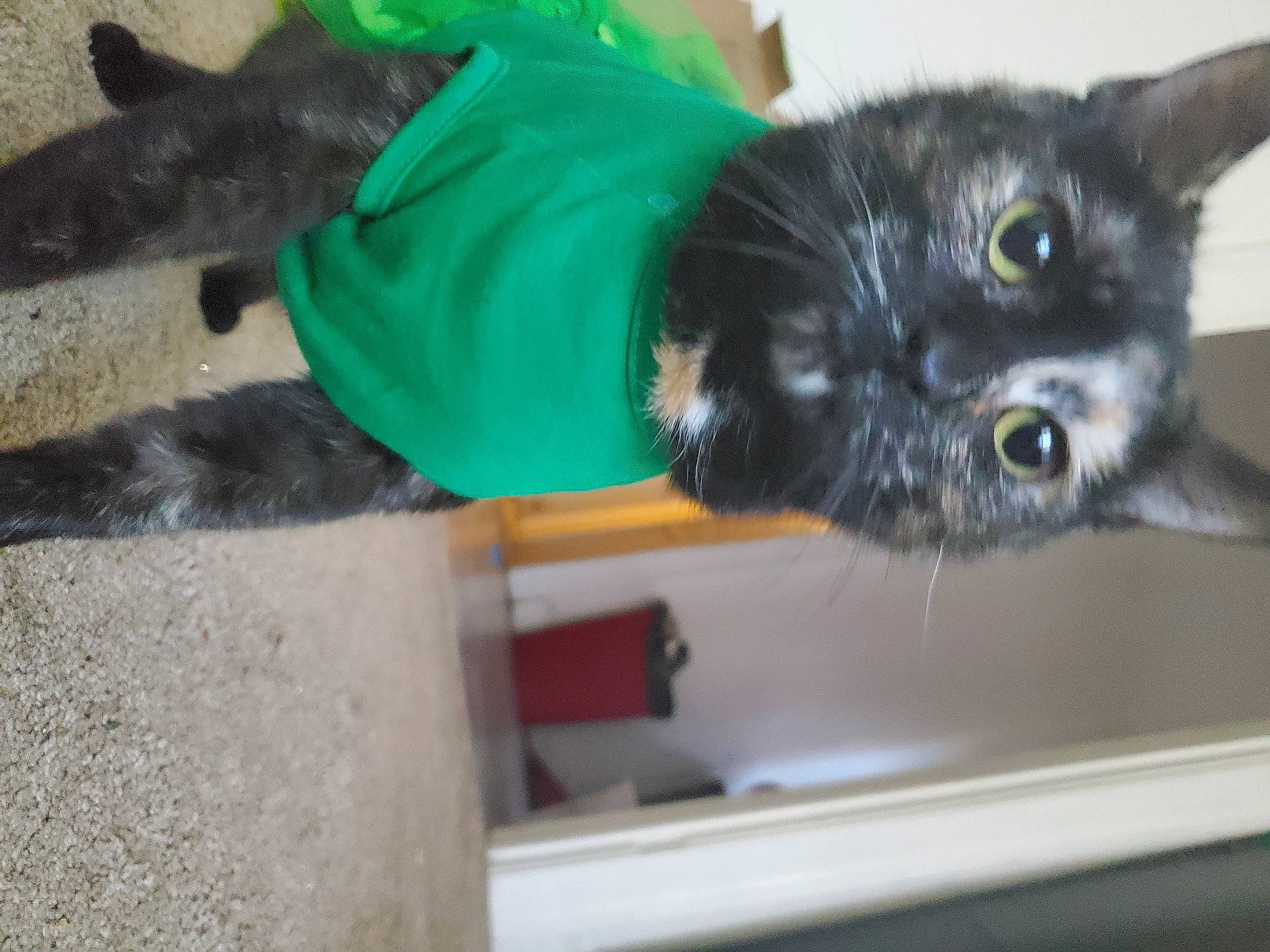 Agatha is registered to the contest to win money with this photo: black_cat, bombay, carnivore, cat, dog_breed, domestic_short_haired_cat, felidae, fur, small_to_medium_sized_cats, snout, sporting_group, tail, whiskers, window