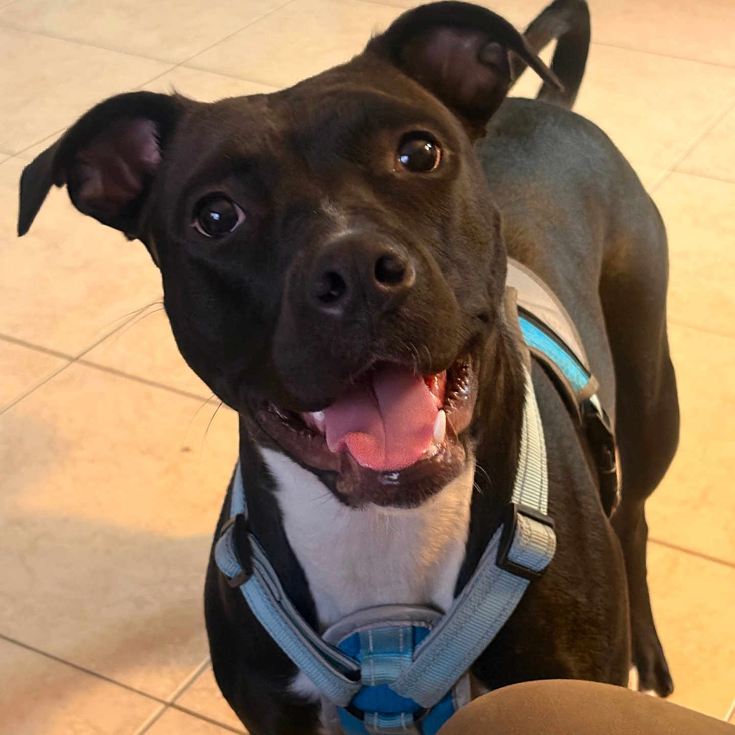 Piglet joined the competition — help win amazing prizes! dog, black_and_white_dog, pet, animal, happy, smiling, open_mouth, tongue, floppy_ears, brown_eyes, harness, leash, indoor, tiled_floor, home, portrait, close_up, sitting, standing, playful