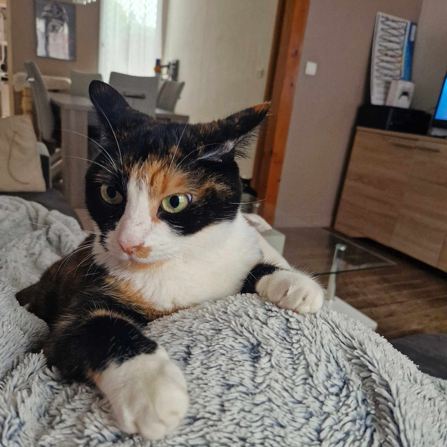 Bella a rejoint le concours — aidez-le/la à gagner de superbes lots ! accessories, animal, art, bag, bed, bedroom, blanket, cat, chair, couch, furniture, handbag, hardwood, indoors, interiordesign, lamp, manx, pet, room, wood