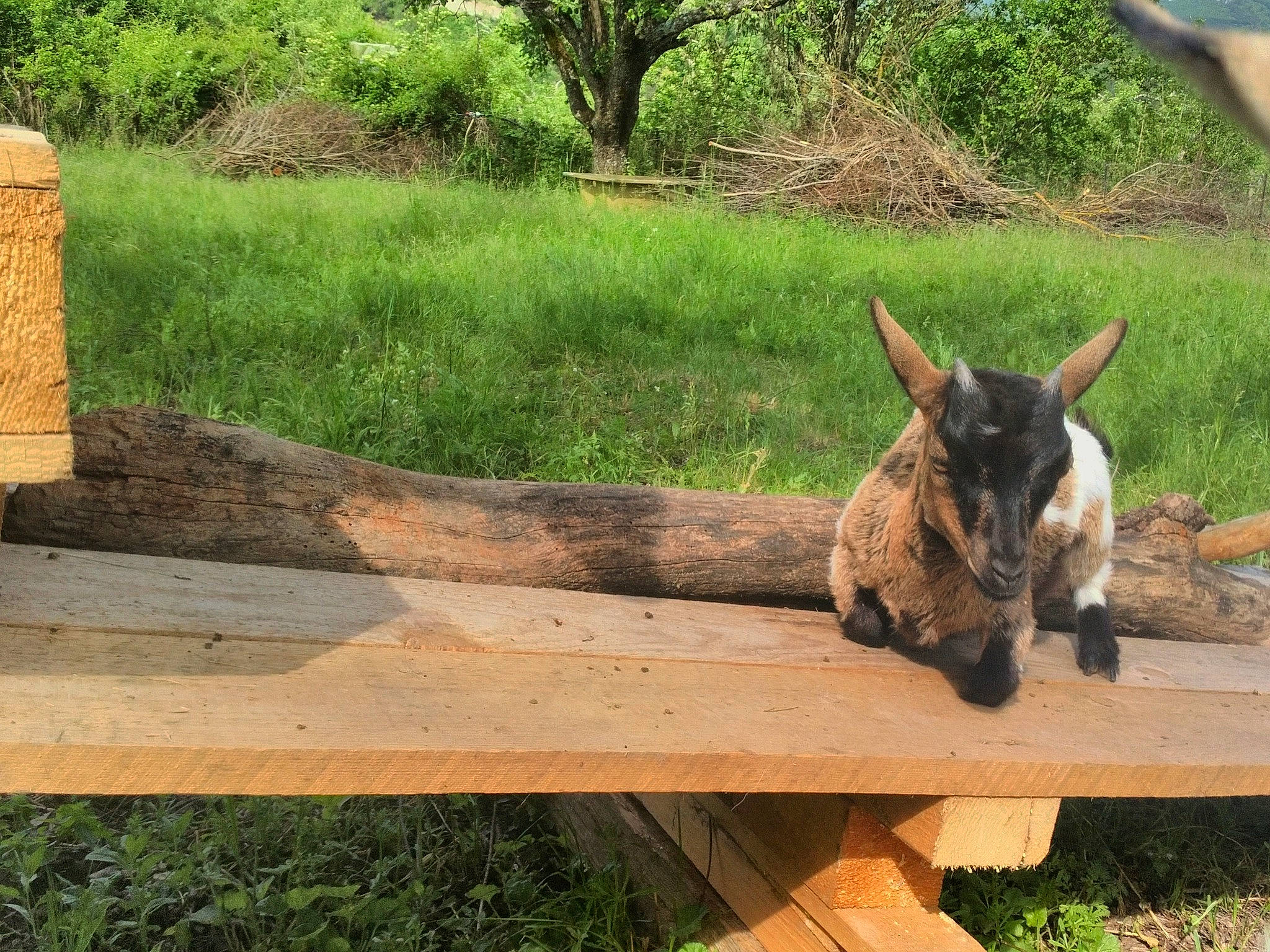 Maggie participe au concours pour gagner de l'argent avec cette photo : cow_goat_family, fawn, goat, goats, grass, horn, plant, table, tree, wildlife, wood