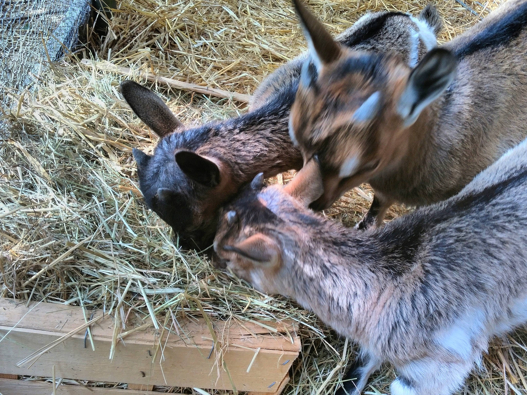 Maggie a rejoint le concours — aidez-le/la à gagner de superbes lots ! fawn, fur, goat, goats, hay, kangaroo, macropodidae, mammal, snout, vertebrate, wallaby, wildlife, zoo