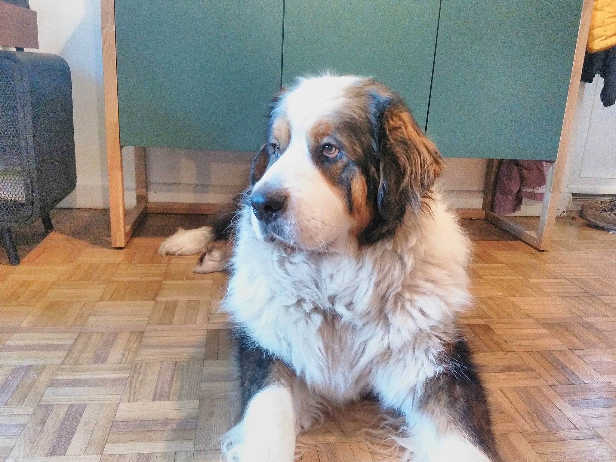 Falco a rejoint le concours — aidez-le/la à gagner de superbes lots ! australian_shepherd, bernese_mountain_dog, canidae, carnivore, companion_dog, dog, dog_breed, fawn, mammal, miniature_australian_shepherd, moscow_watchdog, pyrenean_mastiff, rare_breed_dog, snout, sporting_group, tornjak, vertebrate, working_dog