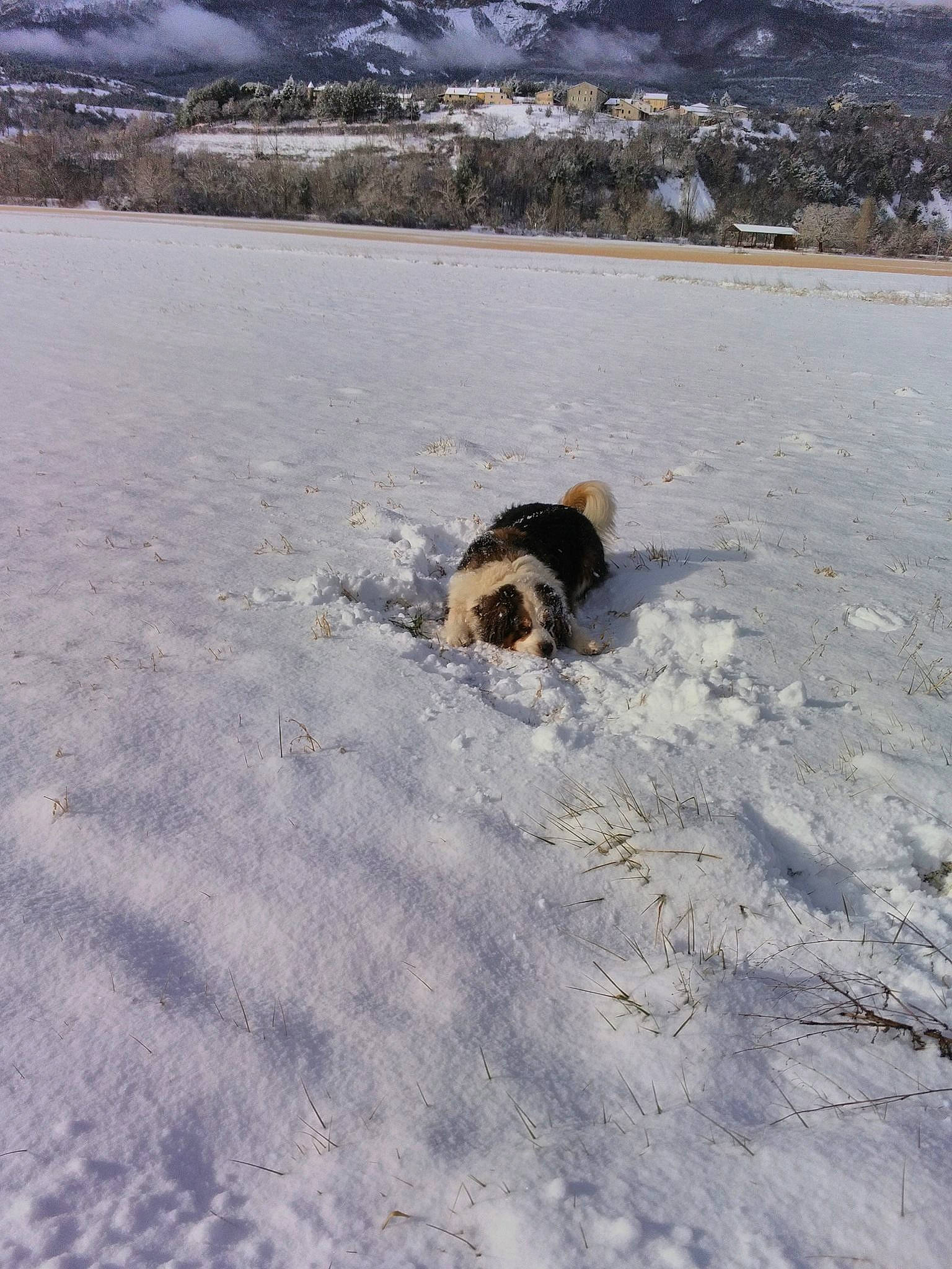 Falco participe au concours pour gagner de l'argent avec cette photo : arctic, canidae, carnivore, dog, dog_breed, freezing, geological_phenomenon, ice, snow, winter