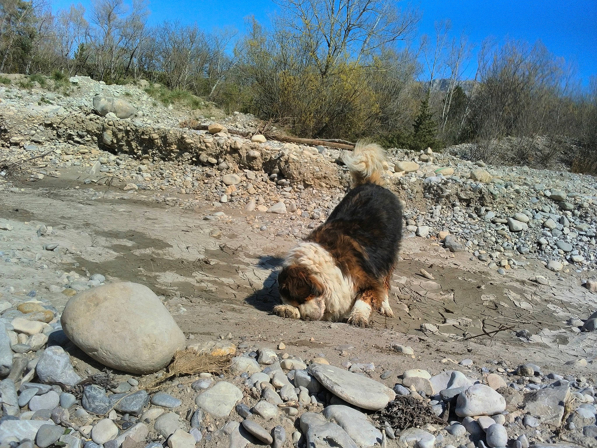Falco a rejoint le concours — aidez-le/la à gagner de superbes lots ! bedrock, canidae, carnivore, dog, dog_breed, geological_phenomenon, gravel, rock, soil, walking, working_dog