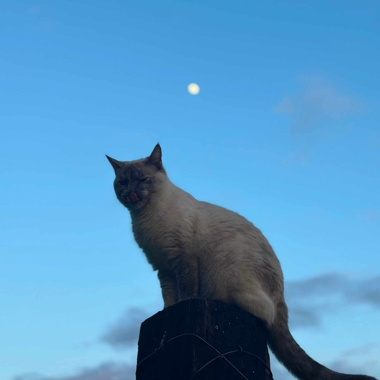 Ghost is registered to the contest to win money with this photo: animal, cat, clouds, cute, evening, feline, fluffy, majestic, moon, nature, outdoor, perched, pet, post, silhouette, sky, tongue_out, twilight, wildlife, wood