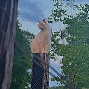 Peachy is registered to the contest to win money with this photo: cat, animal, outdoor, wooden_post, fence, tree, greenery, sky, nature, pet, mammal, sitting, creature, wildlife, calm, daylight, fur, ears, landscape, peaceful