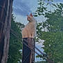 cat, animal, outdoor, wooden_post, fence, tree, greenery, sky, nature, pet, mammal, sitting, creature, wildlife, calm, daylight, fur, ears, landscape, peaceful