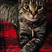 November Blue joined the competition — help win amazing prizes! cat, tabby_cat, pet, feline, paws, collar, id_tag, plaid_blanket, blanket, indoor, close_up, portrait, whiskers, striped_fur, fur, resting, cozy, domestic, bed, curious