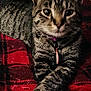 cat, tabby_cat, pet, feline, paws, collar, id_tag, plaid_blanket, blanket, indoor, close_up, portrait, whiskers, striped_fur, fur, resting, cozy, domestic, bed, curious