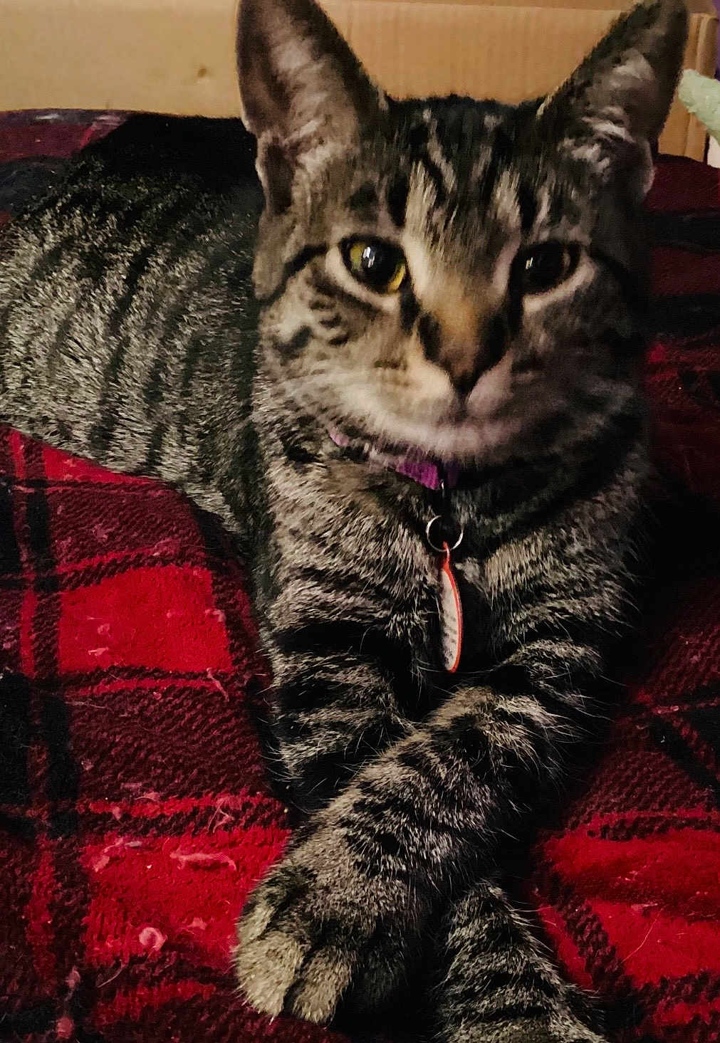 November Blue joined the competition — help win amazing prizes! cat, tabby_cat, pet, feline, paws, collar, id_tag, plaid_blanket, blanket, indoor, close_up, portrait, whiskers, striped_fur, fur, resting, cozy, domestic, bed, curious