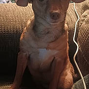 Sugar is registered to the contest to win money with this photo: dog, pet, small_dog, indoor, couch, furniture, brown_fur, ears, eyes, nose, person, arm, background, cord, household_items, lighting, seated, curious, cozy, texture