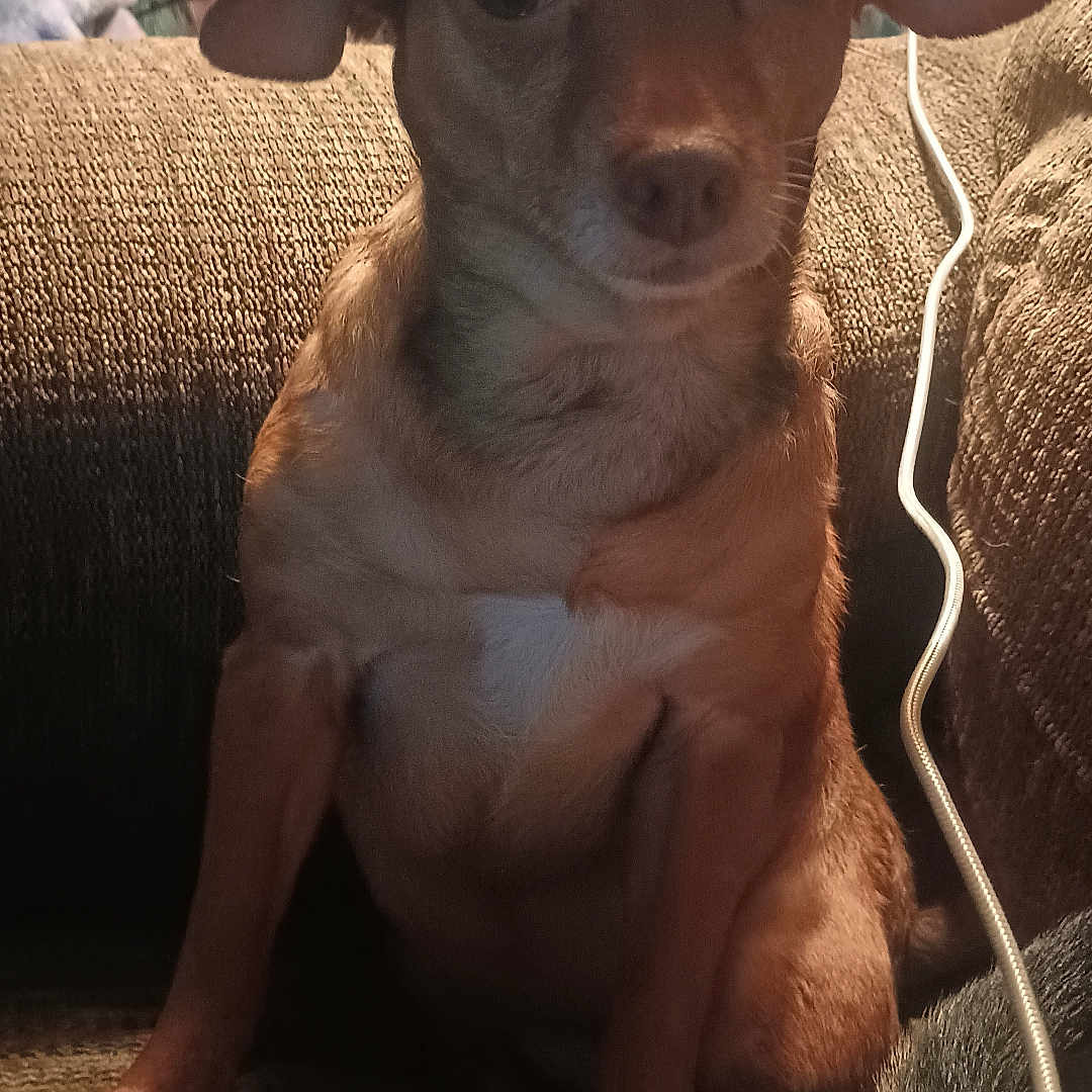 Sugar is registered to the contest to win money with this photo: arm, background, brown_fur, cord, couch, cozy, curious, dog, ears, eyes, furniture, household_items, indoor, lighting, nose, person, pet, seated, small_dog, texture