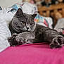 Tommy joined the competition — help win amazing prizes! animal, bed, blanket, cat, cozy, cute, domestic_animal, feline, fur, gray_cat, home, indoor, paws, pet, pink_bedspread, relaxed, resting, sleepy, soft_focus, whiskers