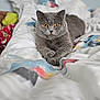 Tommy is registered to the contest to win money with this photo: animal, bed, bedding, cat, comfort, cozy, cute, domestic_cat, feline, gray_cat, indoor, lying_down, orange_eyes, patterned_sheet, paws, pet, relaxed, resting, soft_fur, whiskers