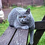 animal, animal_portrait, bench, cat, cute, domestic_animal, fence, focus, fur, garden, grass, grey_cat, mammal, nature, outdoor, paw, pet, relaxed, resting, wooden_bench