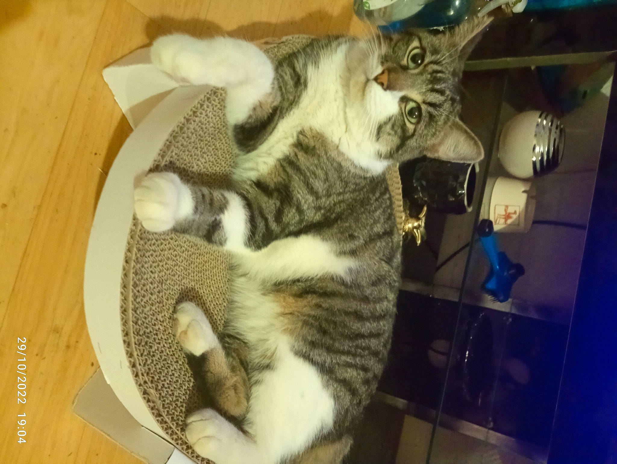 Tigrou a rejoint le concours — aidez-le/la à gagner de superbes lots ! carnivore, cat, claw, comfort, domestic_short_haired_cat, felidae, fur, nap, paw, small_to_medium_sized_cats, snout, tail, whiskers