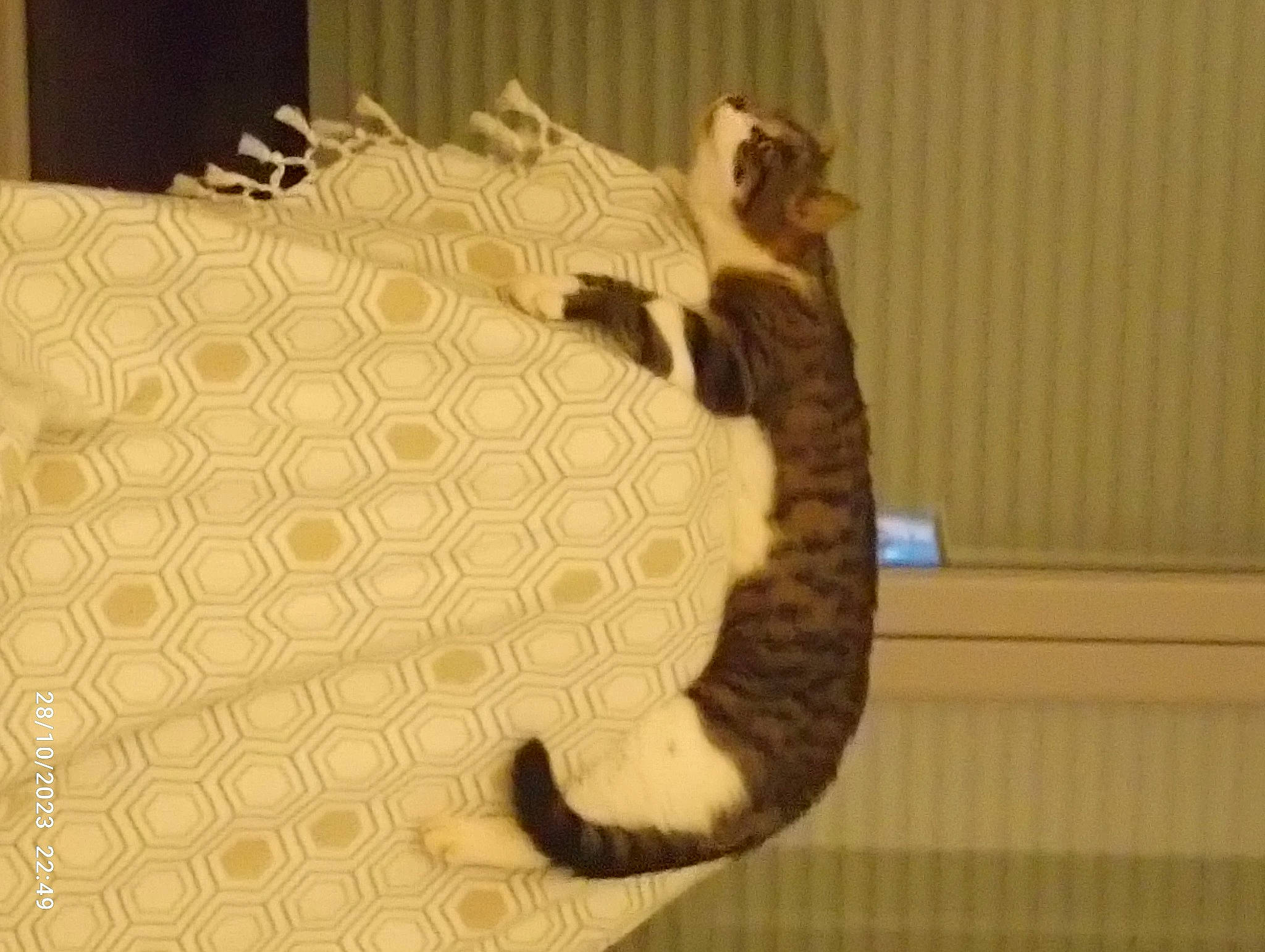 Tigrou a rejoint le concours — aidez-le/la à gagner de superbes lots ! carnivore, cat, comfort, domestic_short_haired_cat, fawn, felidae, flooring, fur, hardwood, linens, pet_supply, python_family, room, small_to_medium_sized_cats, snout, tail, terrestrial_animal, textile, whiskers, wood