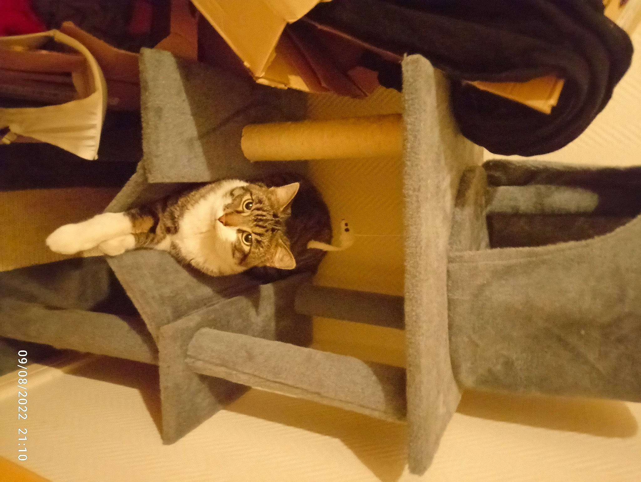 Tigrou participe au concours pour gagner de l'argent avec cette photo : carnivore, cat, cat_bed, cat_supply, chair, comfort, domestic_short_haired_cat, fawn, felidae, flooring, fur, hardwood, metal, pet_supply, plywood, room, small_to_medium_sized_cats, tail, whiskers, wood