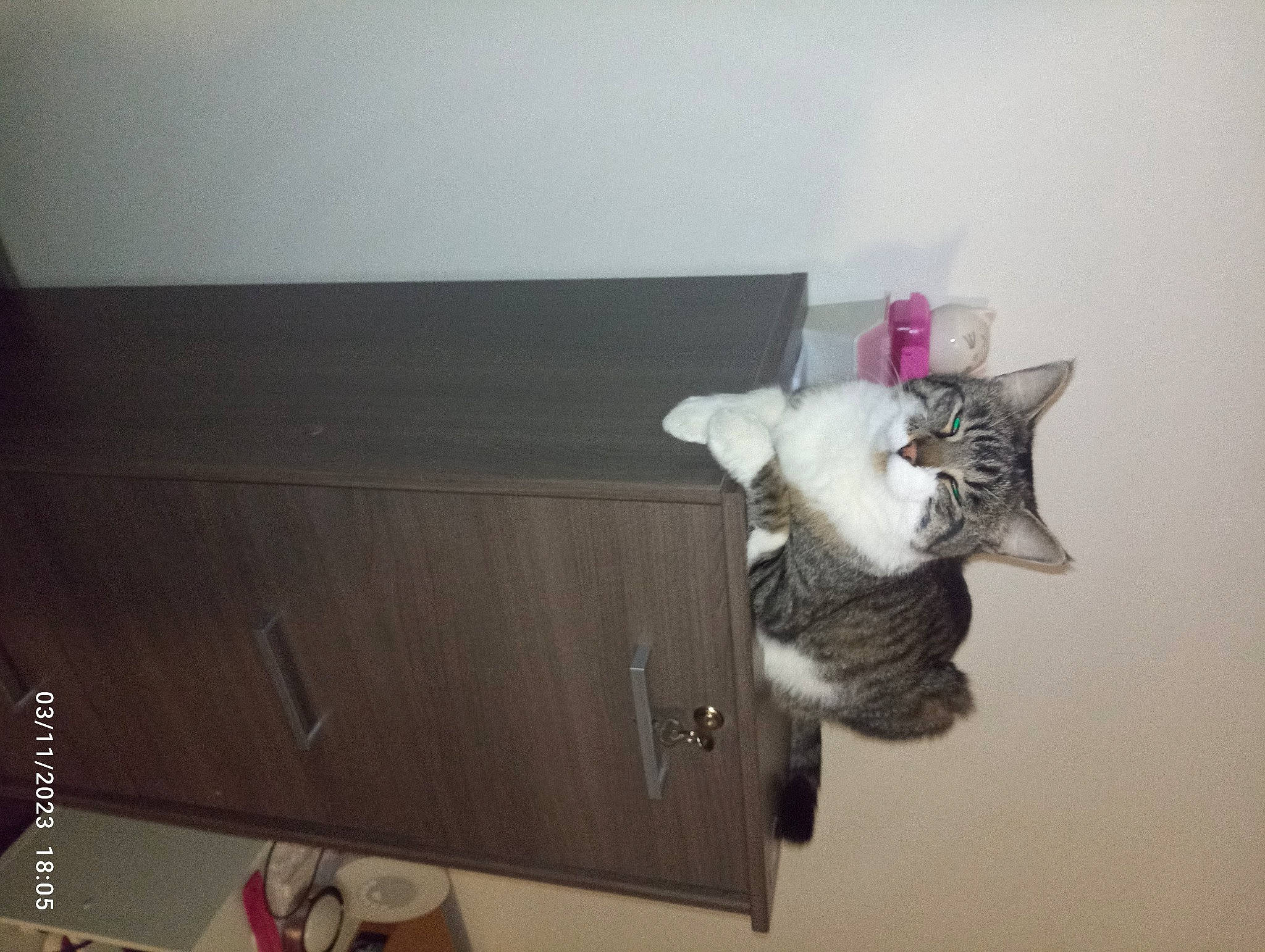 Tigrou a rejoint le concours — aidez-le/la à gagner de superbes lots ! cabinetry, carnivore, cat, ceiling, domestic_short_haired_cat, drawer, felidae, fur, hardwood, house, leg, plant, room, shelf, shelving, small_to_medium_sized_cats, tail, tree, whiskers, wood